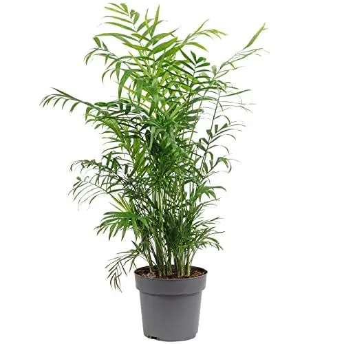 Produktbild: Bergpalme - pflegeleichte Zimmerpflanze, Chamaedorea elegans - Höhe ca. 70 cm, Topf-Ø 17 cm