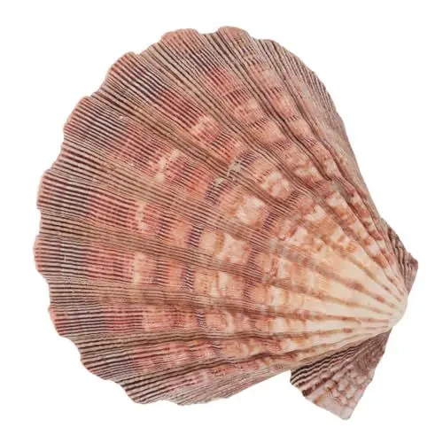Produktbild: BESPORTBLE Muscheldekoration Muschelschmuck Schalen Für Das Handwerk Jakobsmuscheln Zum Servieren Von Speisen Muscheln Strandmuscheln Strand-Muschel- Muscheln Zum Dekorieren Hülse