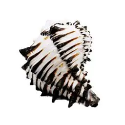 Produktbild: BESPORTBLE Natürliche Muscheln, Jumbo-Muscheln, Aquarium, Dekoration, Basteln, Sammler für Hochzeit, Strand, Themenparty-Dekoration