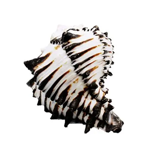 Produktbild: BESPORTBLE Natürliche Muscheln, Jumbo-Muscheln, Aquarium, Dekoration, Basteln, Sammler für Hochzeit, Strand, Themenparty-Dekoration