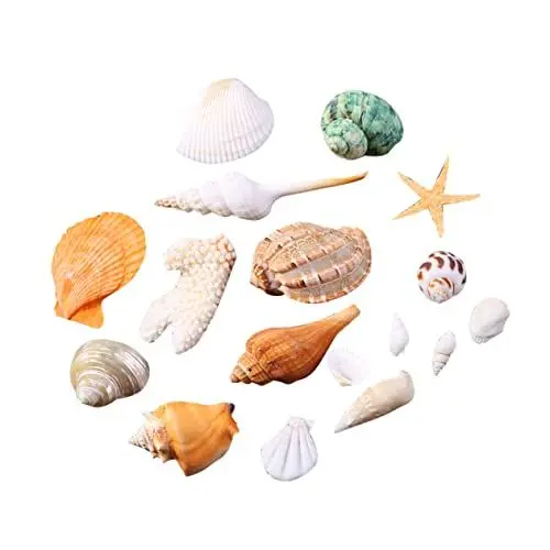 Produktbild: BESPORTBLE motivierende Schalen für das Handwerk Mini-Naturschalen Meeresmuschel hochzeitsdeko Schale zur Dekoration Muschelanhänger selber Machen natürlich Hülse Seeigelschale