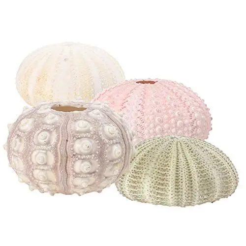 Produktbild: BESTonZON 4Pcs Seeigel Schalen Air Plant Pflanzer Halter Tillandsia Kleine Container Pflanze Bonsai Kaktus Topf Dekorative Wohnkultur Für Desktop