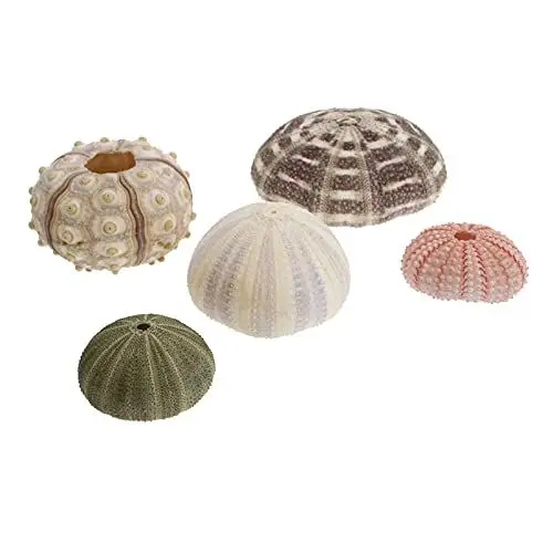 Produktbild: BESTonZON 5Pcs Seeigel Schalen Hängen Pflanzen Halter Seeigel Pflanzer Tillandsia Pflanze Bonsai Kaktus Topf Home Desktop Decor