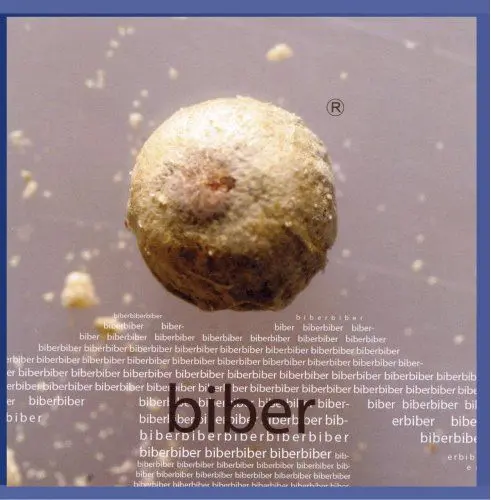 Produktbild: Biber
