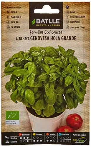 Produktbild: Bio Samen - Basilikum Genovèse grosse Blätter (1050 Samen - Bio)