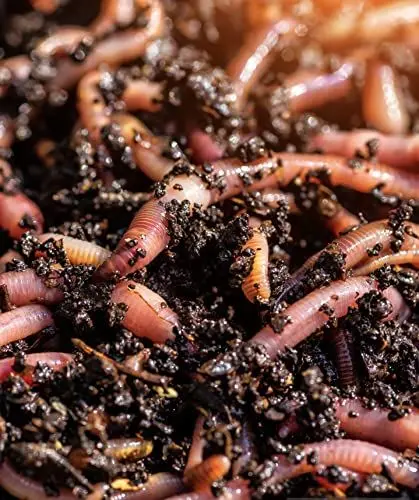 Produktbild: BIOTICA Kompostwürmer Gartenwürmer 400gr für Kompost Humus - Kalifornische rote Regenwürmer Eisenia fetida ausgezeichnet für die häusliche Kompostierung