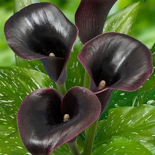 Produktbild: Black Passion (Schwarz) Zantedeschia Calla Lilien Zwiebeln, 5 echte und große Knollen, die mehr als 5 Blüten tragen, Ideale Gartenpflanze, Blumenzwiebeln aus Holland (kein Samen und nicht künstlich)