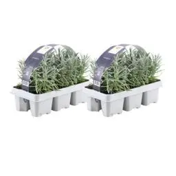 Produktbild: Blauer Duft-Lavendel 12 Lavendel Pflanze angustifolia - Lavendelpflanzen winterhart - echter lavendel - Gartenpflanzen - Lavendelstrauch - Lavendel Pflanze - duftlavendel - 12 x Ø7 cm - 15 cm