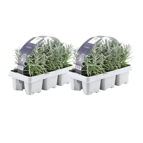 Produktbild: Blauer Duft-Lavendel 12 Lavendel Pflanze angustifolia - Lavendelpflanzen winterhart - echter lavendel - Gartenpflanzen - Lavendelstrauch - Lavendel Pflanze - duftlavendel - 12 x Ø7 cm - 15 cm