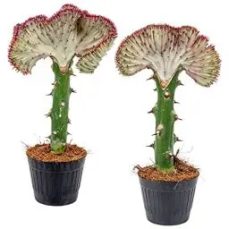 Produktbild: Bloomique - Euphorbia Lactea Cristata - Korallen Wolfsmilch - Kaktus Pflanze - Zimmerpflanzen - Pflegeleicht - Höhe 20-30 cm - Topf 11 cm