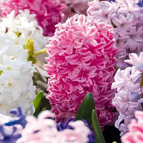 Produktbild: Bloomique - 10 Stück - Hyacinthus - Hyazinthen Zwiebeln - Frühblüher - Blumenzwiebeln - Mëhrjarig - Winterhart - Wächst zu 20-25 cm