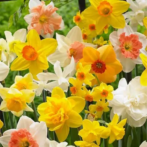 Produktbild: Bloomique – 15er-Mix – Narzisse – Narzisse – Blumenmischung für den ganzen Frühling – Farbmischung – Blumenzwiebeln – Frühlingsblüher – mehrjährige Pflanzen – wird 15–35 cm groß