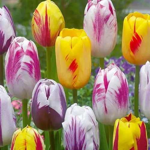 Produktbild: Bloomique – 20er-Mix – Tulipa-Rembrandt-Mix – Tulpenzwiebeln – Blumenzwiebeln – Frühlingsblüte – mehrjährige Pflanzen – wird bis zu 40–50 cm groß