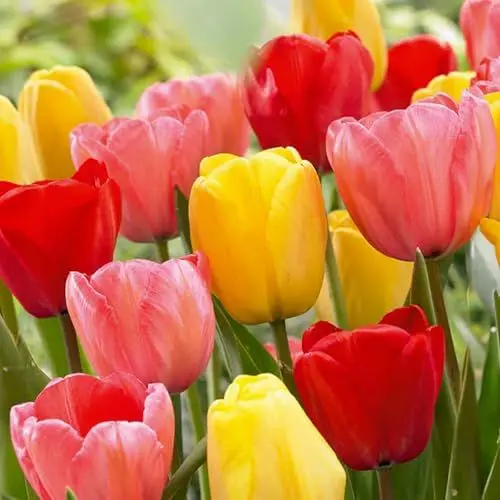 Produktbild: Bloomique – 20er-Mix – Tulipa Darwin Hybrid Mix – Tulpenzwiebeln – Farbmischung – Blumenzwiebeln – Frühlingsblüte – mehrjährige Pflanzen – wird bis zu 55–60 cm groß