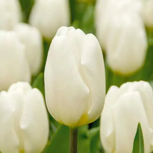 Produktbild: Bloomique - Mischung aus 20 - Tulipa - Tulpenzwiebeln - Weiß - Blumenzwiebeln - Frühlingsblüher - Mehrjährige Pflanzen - Wird 30-35 cm groß
