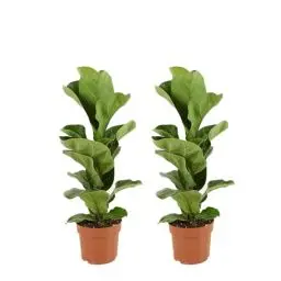 Produktbild: Bloomique - 2er Set - Ficus Lyrata Bambino - Geigenfeige - Zimmerpflanzen - Pflegeleicht - Luftreinigend - Höhe 30-40 cm - Topf 12 cm