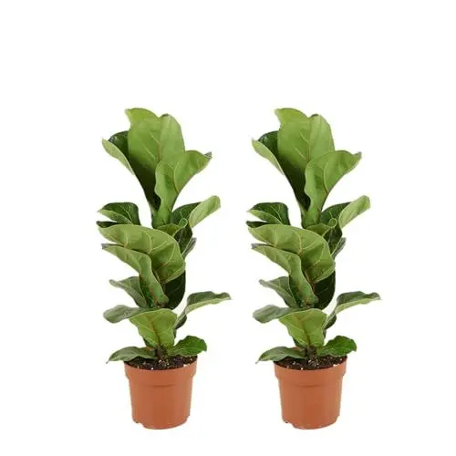 Produktbild: Bloomique - 2er Set - Ficus Lyrata Bambino - Geigenfeige - Zimmerpflanzen - Pflegeleicht - Luftreinigend - Höhe 30-40 cm - Topf 12 cm