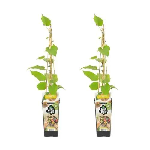 Produktbild: Bloomique - 2x Actinidia Deliciosa 'Jenny' - Kiwipflanze - Obstpflanzen - Gartenpflanzen - Winterhart - ⌀14 cm - Höhe 60-70 cm