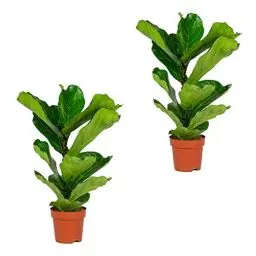 Produktbild: Bloomique - 2er Set - Ficus Lyrata - Geigenfeige - Zimmerpflanzen Groß - Pflegeleicht - Luftreinigend - Höhe 60-70 cm - Topf 17 cm