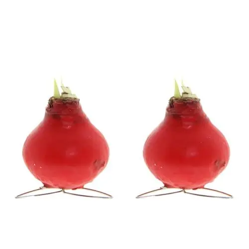 Produktbild: Bloomique – 2er-Set – Amaryllis-Zwiebel in rotem Wachs – Kolibri-Rot – Blumenzwiebel – keine Wasserblumen – Weihnachtsdekoration – 10–20 cm hoch bei Lieferung – wächst auf 30–50 cm – 7 cm Durchmesser