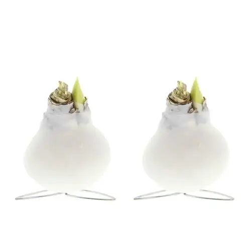 Produktbild: Bloomique - 2er Set - Kolibri Weiß - Amaryllis in Wachs - No Water Flowers - Blumenzwiebel in Wachs - Weihnachtsgeschenke und Deko - 15cm hoch bei Lieferung - Wächst zu 30-50 cm