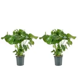 Produktbild: Bloomique - 2er Set - Monstera Deliciosa - Fensterblatt - Zimmerpflanzen - Pflegeleicht - Luftreinigend - Höhe 70-80 cm - Topf 21 cm