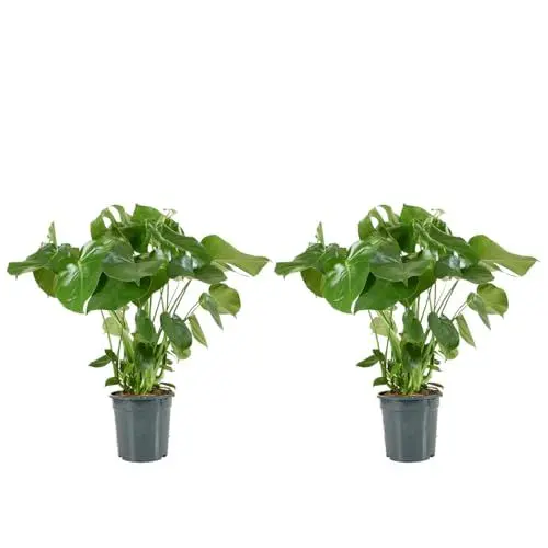 Produktbild: Bloomique - 2er Set - Monstera Deliciosa - Fensterblatt - Zimmerpflanzen - Pflegeleicht - Luftreinigend - Höhe 70-80 cm - Topf 21 cm