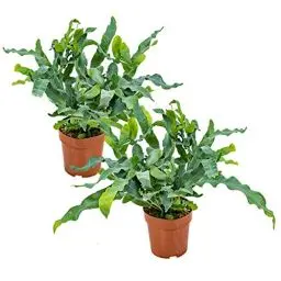 Produktbild: Bloomique - 2er Set - Phlebodium Blue Star - Goldtüpfelfarn - Zimmerpflanzen - Pflegeleicht - Luftreinigend - Höhe 20-30 cm - Topf 12 cm