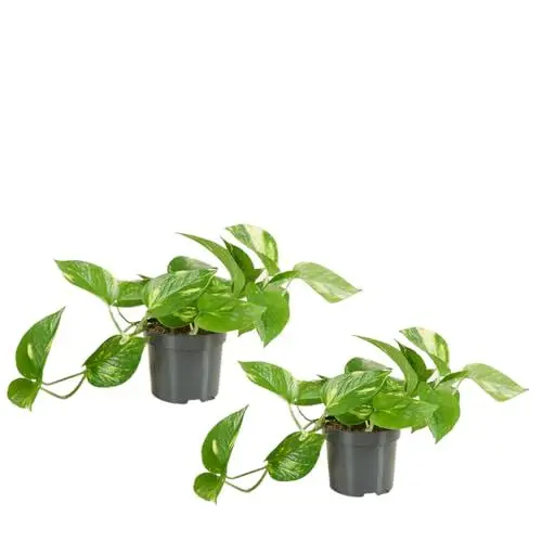 Produktbild: Bloomique - 2er Set - Scindapsus Aureum - Efeutute - Hängepflanze - Zimmerpflanzen - Kletterpflanzen für drinnen - Pflegeleicht - Luftreinigend - Höhe 10-20 cm - Topf 12 cm