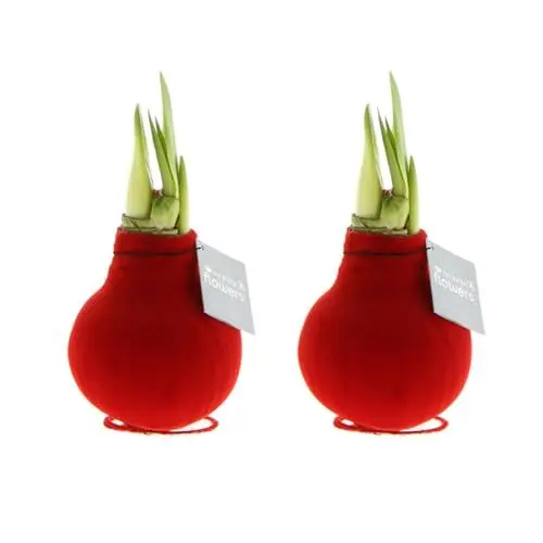 Produktbild: Bloomique - 2er Set - Velvet Rot - Amaryllis in Wachs - No Water Flowers - Blumenzwiebel in Wachs - Weihnachtsgeschenke und Deko - 15cm hoch bei Lieferung - Wächst zu 40-60 cm