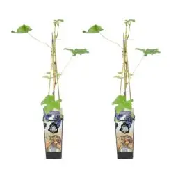 Produktbild: Bloomique - 2x Vitis Vinifera 'Boskoop Glory' - Weinpflanze - Blaue Trauben - Obstpflanzen - Gartenpflanzen - Winterhart - ⌀14 cm - Höhe 60-70 cm