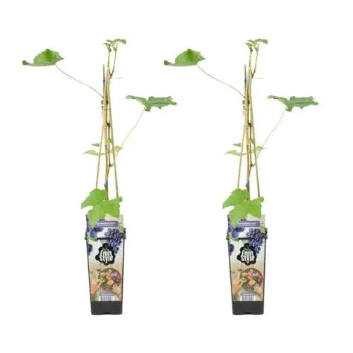 Produktbild: Bloomique - 2x Vitis Vinifera 'Boskoop Glory' - Weinpflanze - Blaue Trauben - Obstpflanzen - Gartenpflanzen - Winterhart - ⌀14 cm - Höhe 60-70 cm