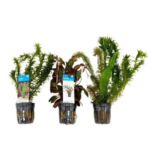 Produktbild: Bloomique - 3er Set - Aquarium Pflanzen Echt - Aquarium Zubehör - Wasserpflanzen - Reinigend - Sauerstoff - Wasserpest, Wassernabel, Ludwigie - Höhe 15-20 cm