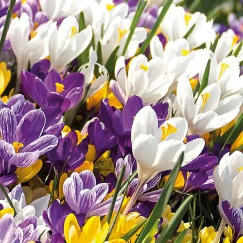 Produktbild: Bloomique – Mischung aus 40 – Krokusse – Krokusse – Farbmischung – Blumenzwiebeln – Frühlingsblüher – mehrjährige Pflanzen – wird bis zu 10–15 cm groß