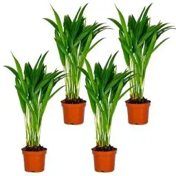 Produktbild: Bloomique - 4er Set - Dypsis Lutescens - Goldfruchtpalme - Areca Palme - Zimmerpflanzen - Pflegeleicht - Haustierfreundlich - Höhe 25-30 cm - Topf 10,5 cm