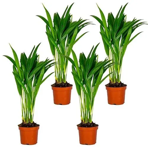 Produktbild: Bloomique - 4er Set - Dypsis Lutescens - Goldfruchtpalme - Areca Palme - Zimmerpflanzen - Pflegeleicht - Haustierfreundlich - Höhe 25-30 cm - Topf 10,5 cm