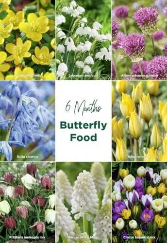 Produktbild: Bloomique – Mischung aus 50 – 6 Monate alten Blumen – schmetterlingsfreundlich – Mischung aus 8 Sorten – Blumenzwiebeln – Frühlingsblüte – mehrjährige Pflanzen – wächst von 5 bis 70 cm