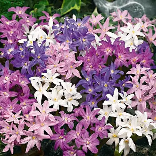 Produktbild: Bloomique - Mischung aus 50 - Chionodoxa Forbesii - große Schneeblume - blau, weiß, lila - Blumenzwiebeln - Frühlingsblüte - mehrjährige Pflanzen - wird 10-15 cm groß