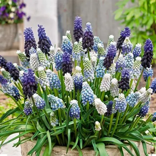 Produktbild: Bloomique – 50er-Mix – Muscari-Mix – Traubenhyazinthe – blaue Trauben – weiß, blau – Blumenzwiebeln – Frühlingsblüte – mehrjährige Pflanzen – wird 10–15 cm groß