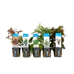 Produktbild: Bloomique - 5er Set - Aquarium Pflanzen Echt - Aquarium Zubehör -Wasserpflanzen - Reinigend - Sauerstoff - Ludwigie, Wasserfreund, Perlkraut, Papageienblatt, Wasserkelch - Höhe 15-20 cm