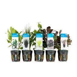 Produktbild: Bloomique - 5er Set - Aquarium Pflanzen Echt - Aquarium Zubehör - Wasserpflanzen - Reinigend - Sauerstoff - Ludwigie, Nadelsimse, Wasserfreund, Lobelie, Wasserkelch - Höhe 15-20 cm