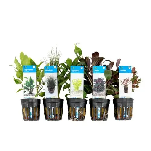 Produktbild: Bloomique - 5er Set - Aquarium Pflanzen Echt - Aquarium Zubehör - Wasserpflanzen - Reinigend - Sauerstoff - Ludwigie, Nadelsimse, Wasserfreund, Lobelie, Wasserkelch - Höhe 15-20 cm