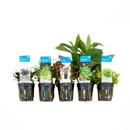 Produktbild: Bloomique - 5er Set - Aquarium Pflanzen Echt - Aquarium Zubehör - Wasserpflanzen - Reinigend - Sauerstoff - Pogostemon, Heteranthera, Wasserkelch, Riesen-Wasserfreund, Ludwigie - Höhe 15-20 cm