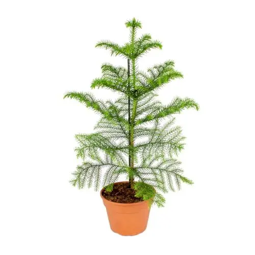 Produktbild: Bloomique - Araucaria Heterophylla - Zimmertanne - Norfolktanne - Zimmerpflanzen - Weihnachtsdeko - Höhe 40-50 cm - Topf 14 cm