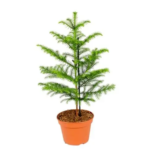 Produktbild: Bloomique - Araucaria Heterophylla - Zimmertanne - Norfolktanne - Zimmerpflanzen - Weihnachtsdeko - Höhe 50-60 cm - Topf 17 cm