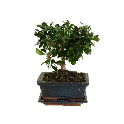 Produktbild: Bloomique – Bonsai Carmona – Kugelform – Bonsai-Baum – Zimmerpflanzen – Höhe 20–30 cm – 15 cm breit – inklusive Keramiktopf und Schale
