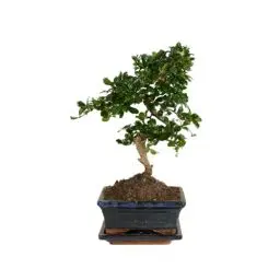 Produktbild: Bloomique - Bonsai Carmona - S-Form - Bonsaibaum - Zimmerpflanzen - Höhe 20-30 cm - 15 cm breit - inklusive Keramiktopf und Schale