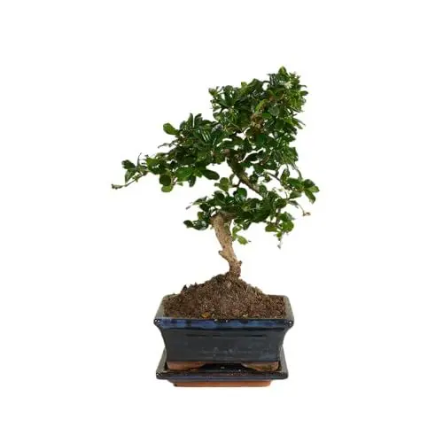 Produktbild: Bloomique - Bonsai Carmona - S-Form - Bonsaibaum - Zimmerpflanzen - Höhe 20-30 cm - 15 cm breit - inklusive Keramiktopf und Schale