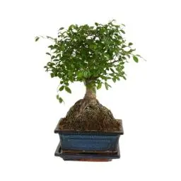 Produktbild: Bloomique – Bonsai Zelkova – Kugelform – Bonsai-Baum – Zimmerpflanzen – Höhe 20–30 cm – 15 cm breit – inklusive Keramiktopf und Schale