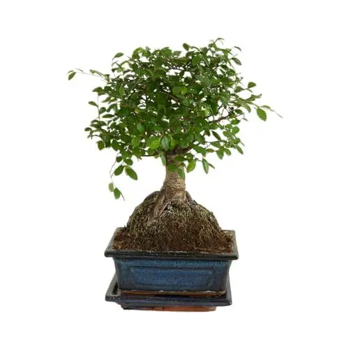 Produktbild: Bloomique – Bonsai Zelkova – Kugelform – Bonsai-Baum – Zimmerpflanzen – Höhe 20–30 cm – 15 cm breit – inklusive Keramiktopf und Schale